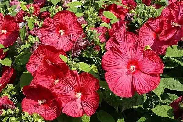 O Encanto do Hibiscus moscheutos: Uma Herbácea Resiliente para Jardins Húmidos