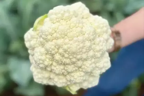 Cultivo de Couve-Flor no Verão: Superando os Desafios Climáticos com Inovação Agrícola