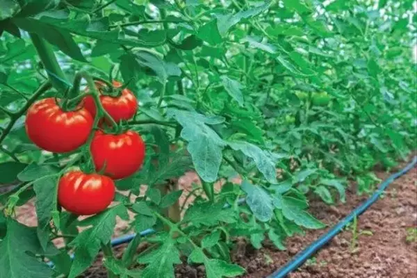 Fertirrigação com MAP Purificado: A Chave para Tomates de Qualidade Superior