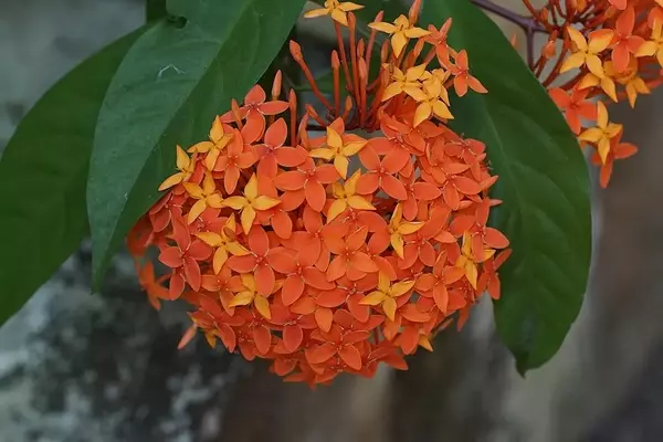 A Magnificência da Ixora Macrothyrsa em Jardins Tropicais