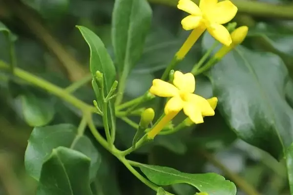 Desvendando o Jasmim-Amarelo-Perfumado: Uma Jóia Oculta para Jardins Ensolarados