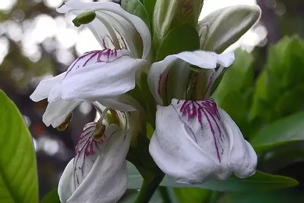 Justicia adhatoda: Uma Planta de Valor Ornamental e Medicinal