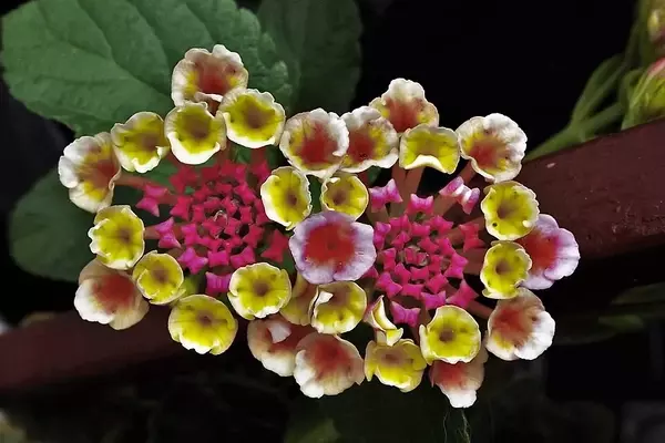 Lantana Trifolia: A Beleza Nativa com Toque Ornamental