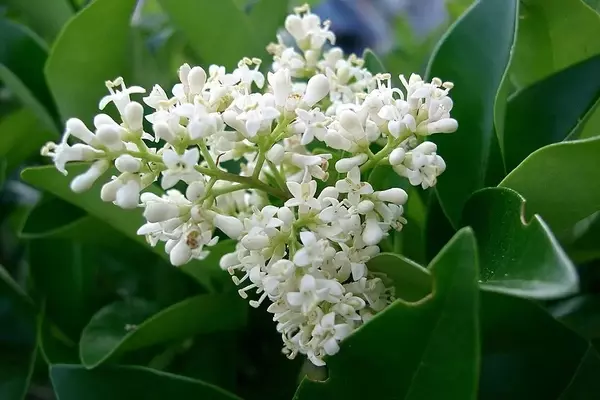 Descobrindo o Ligustrum japonicum: Um Guia Completo para Jardineiros e Paisagistas