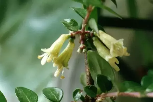 A Magnífica Lonicera nitida: Uma Joia Paisagística