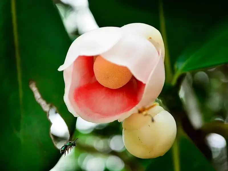 Clusia hilariana: Elegância e Resiliência nas Paisagens Costeiras Brasileiras