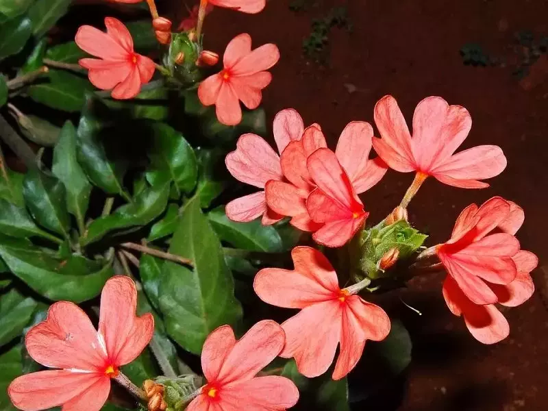 Crossandra infundibuliformis: A Flor Tropical de Fogo que Encanta
