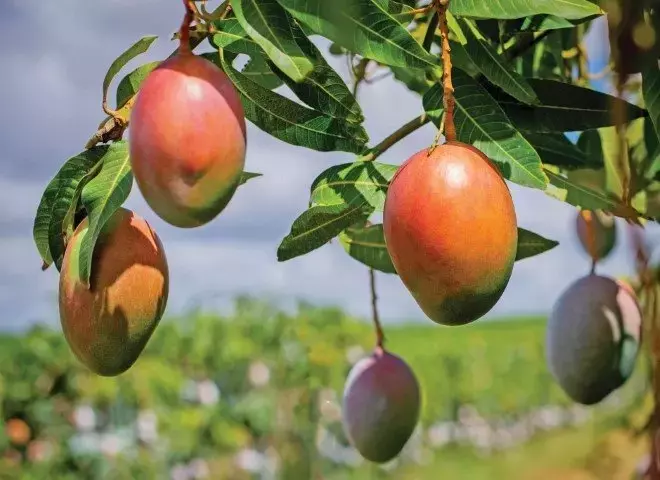 Aprimorando o Valor da Fruta: Foco na Qualidade e no Sabor, Não Apenas na Aparência
