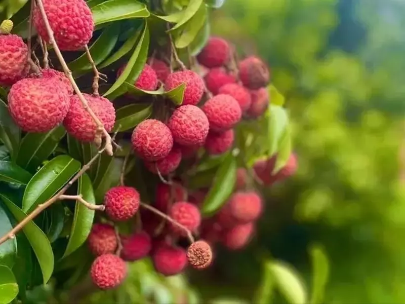 Produção de Lichia em São Paulo Lidera o Mercado Brasileiro e Expande para a Europa