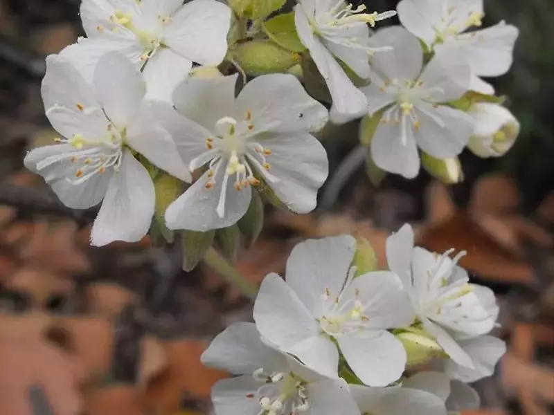 A Magnífica Dombeya Spectabilis: Uma Joia do Paisagismo Tropical