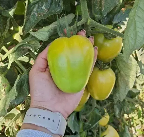 A Importância Crucial da Qualidade do Tomate para o Mercado Agrícola