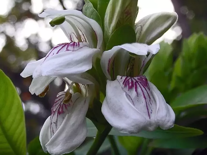Justicia adhatoda: Uma Planta de Valor Ornamental e Medicinal