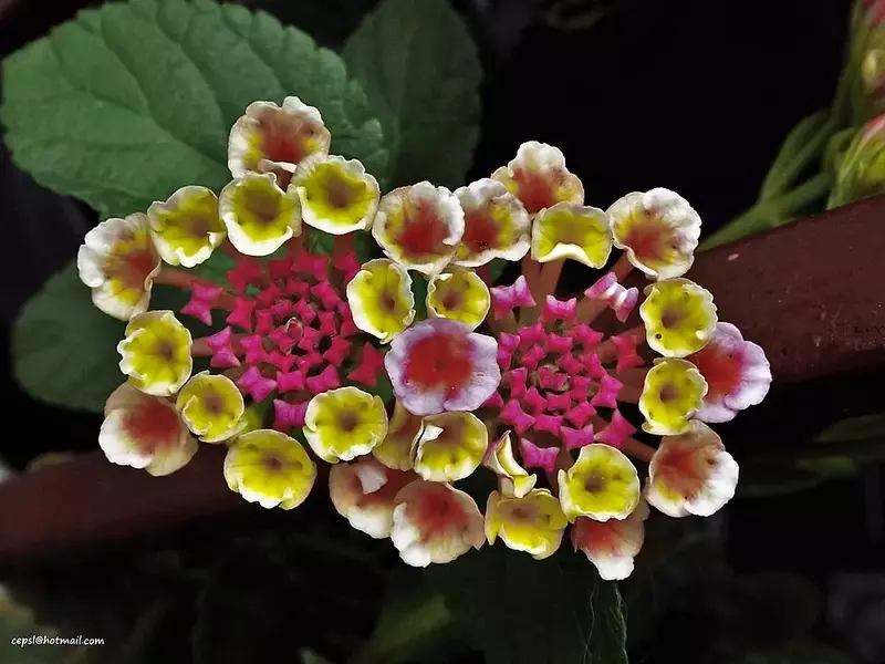 Lantana Trifolia: A Beleza Nativa com Toque Ornamental