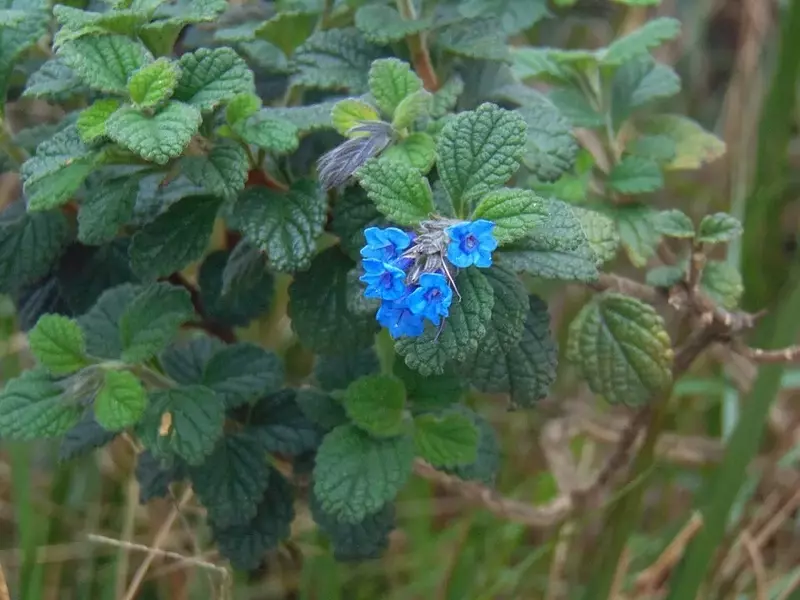 Stachytarpheta glabra: Beleza Nativa para Jardins Ecológicos